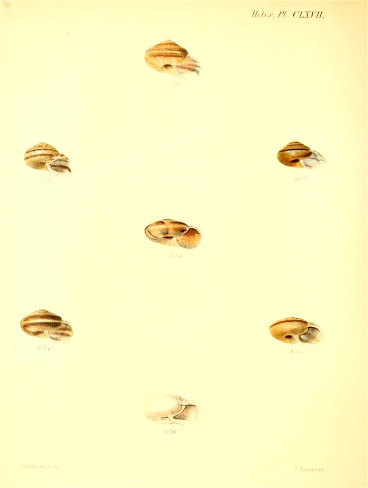 n699_w1150