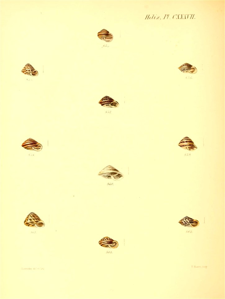 n569_w1150
