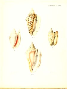 n493_w1150