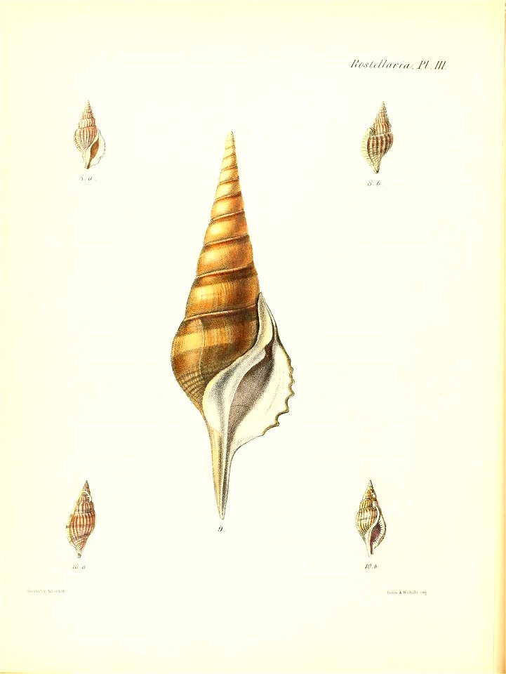 n555_w1150