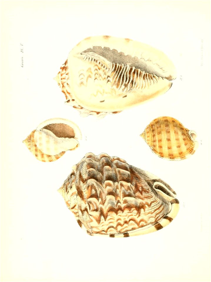 n533_w1150