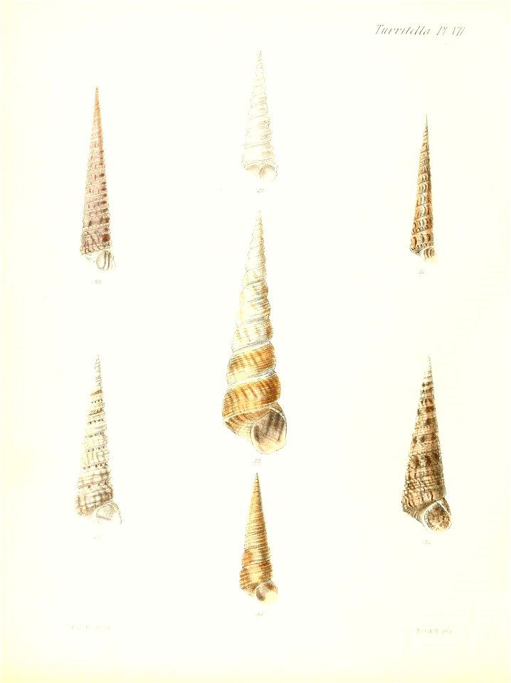 n593_w1150