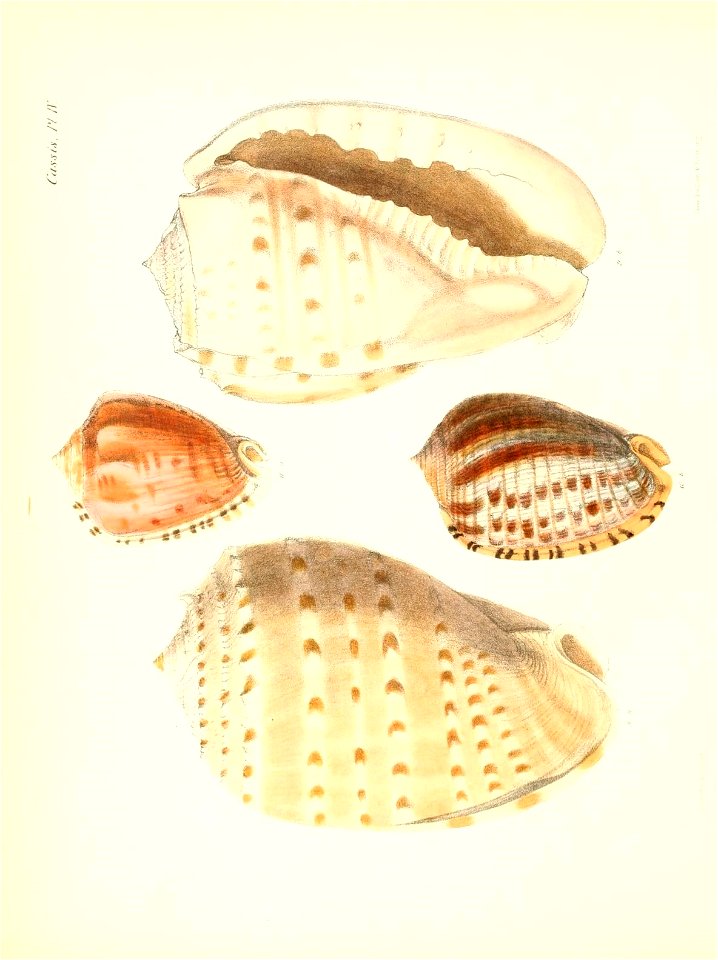 n529_w1150