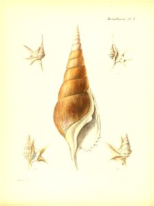 n547_w1150