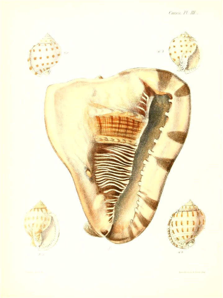 n525_w1150