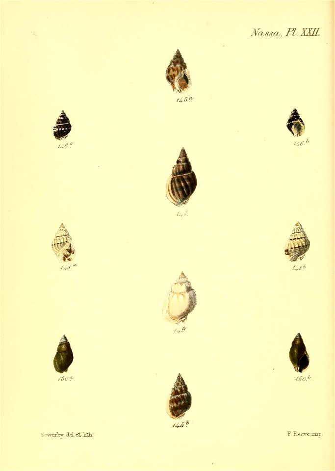 n619_w1150