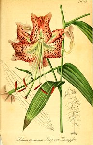 n458_w1150