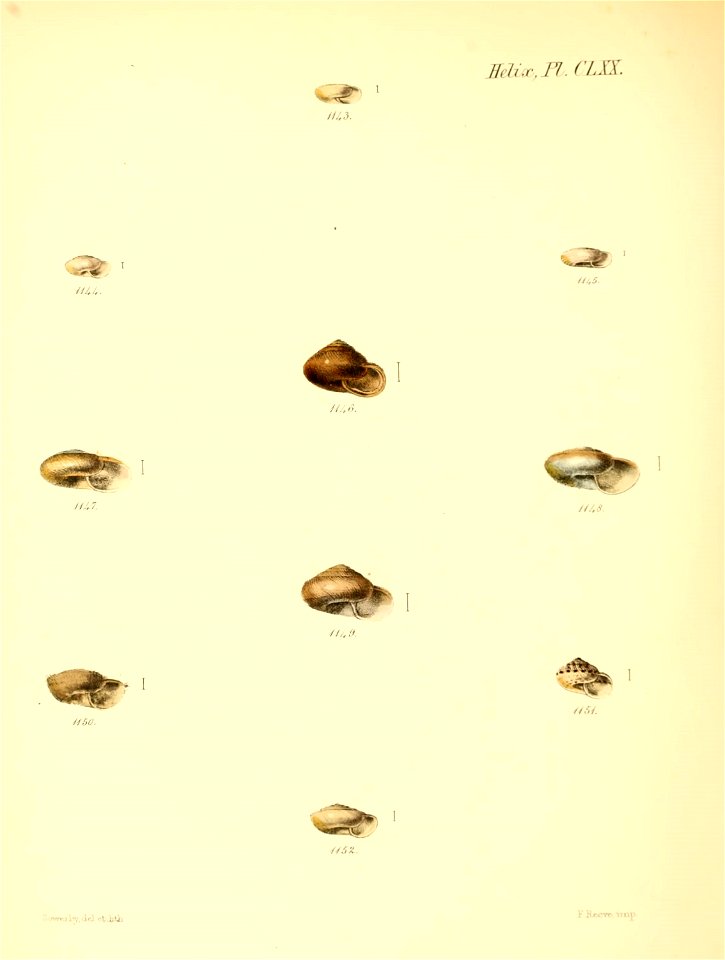 n711_w1150
