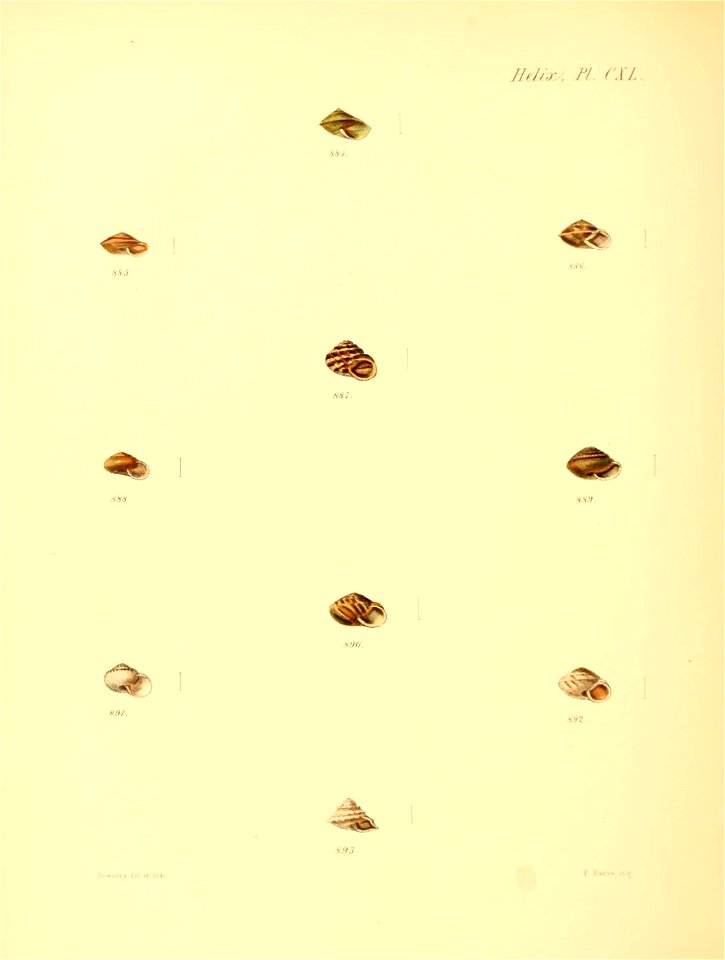 n587_w1150