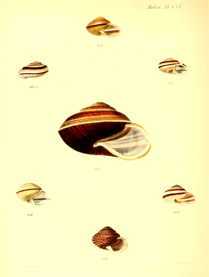 n651_w1150