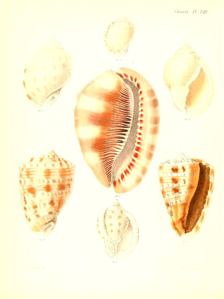 n545_w1150