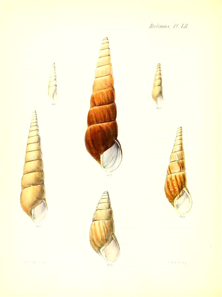 n217_w1150