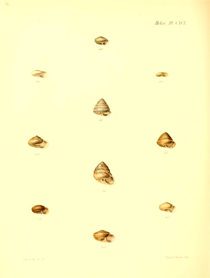 n799_w1150