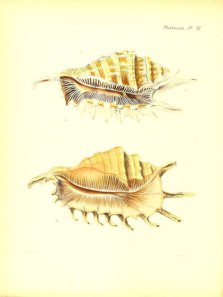 n541_w1150