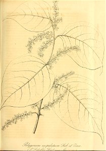n202_w1150