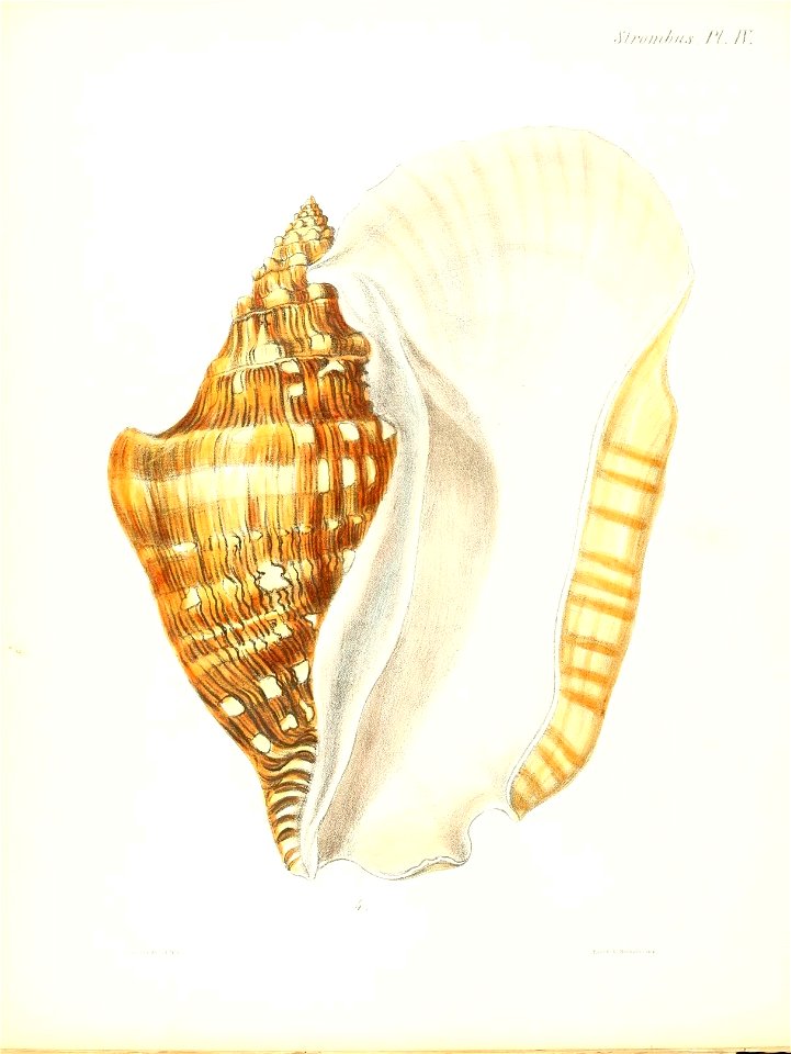 n453_w1150