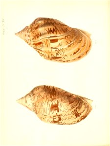 n63_w1150