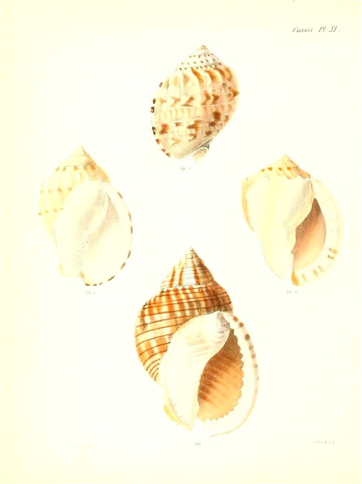 n557_w1150