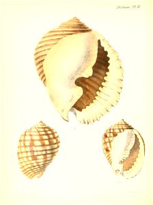 n493_w1150