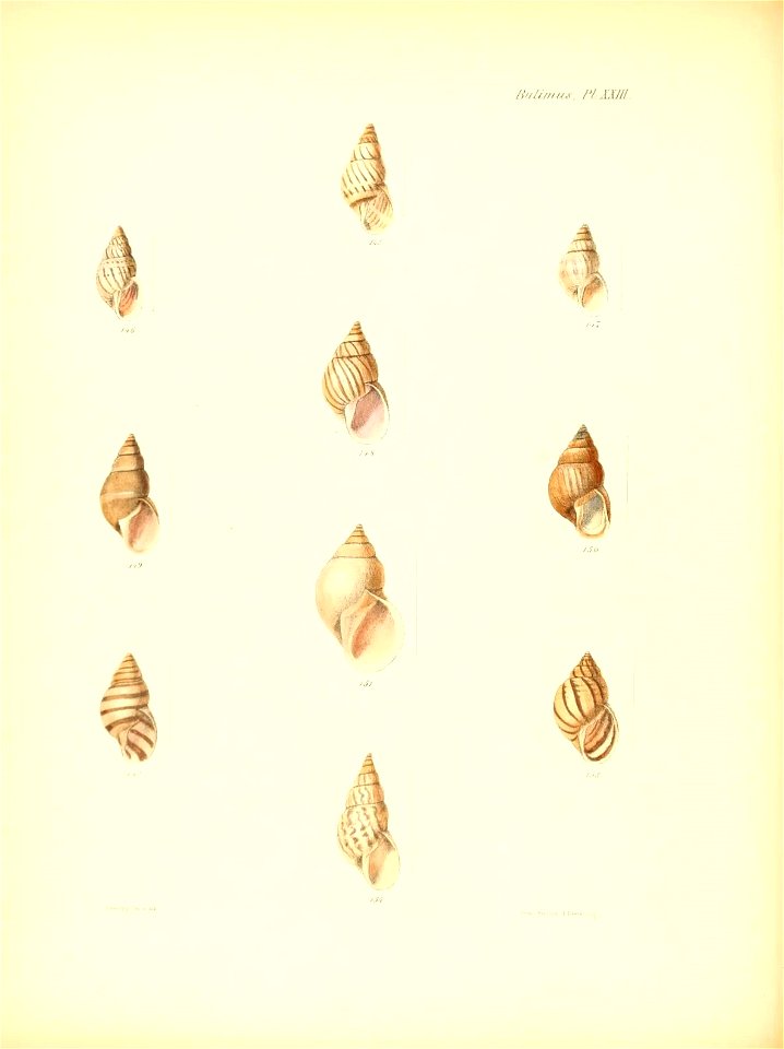n101_w1150