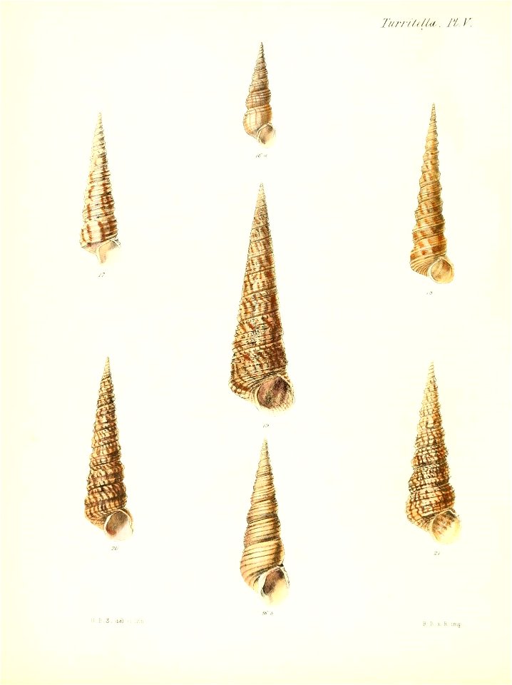 n585_w1150