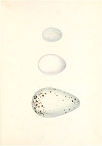 n204_w1150