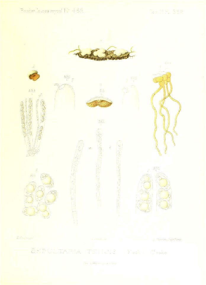 n358_w1150
