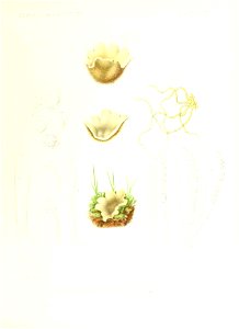n352_w1150