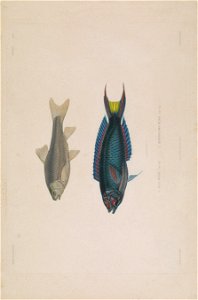 n54_w1150