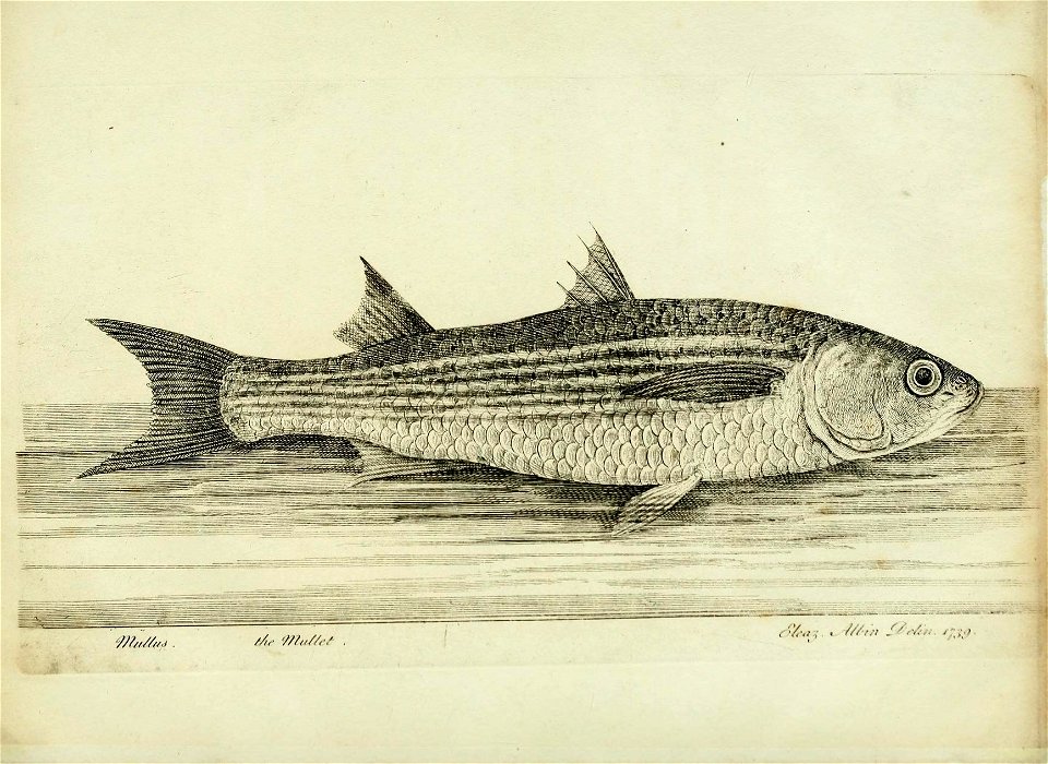 n45_w1150