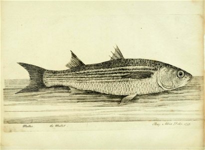 n45_w1150