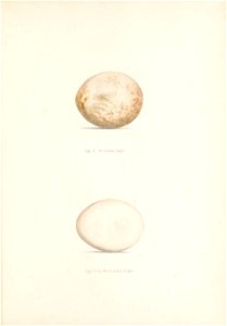 n202_w1150