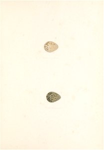 n196_w1150