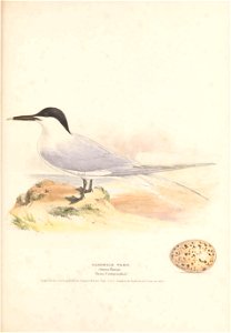 n106_w1150