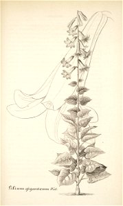 n146_w1150