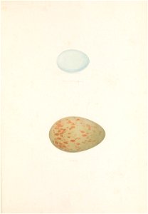 n190_w1150