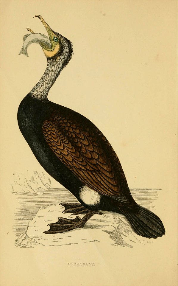 n5_w1150