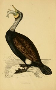 n5_w1150
