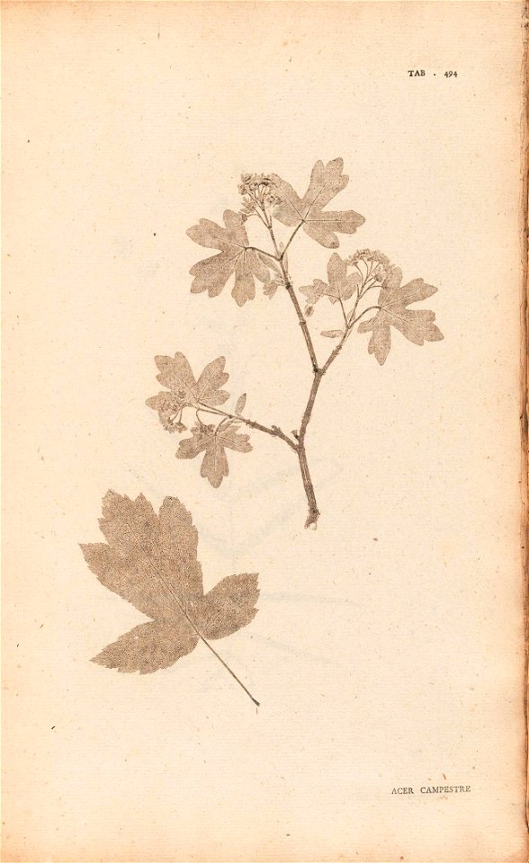 n206_w1150