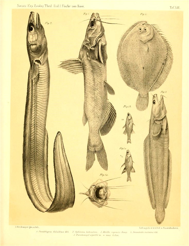 n468_w1150