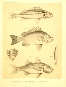 n446_w1150
