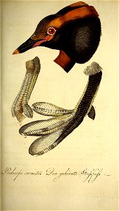 n598_w1150