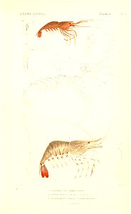 n236_w1150
