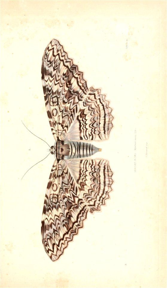n154_w1150