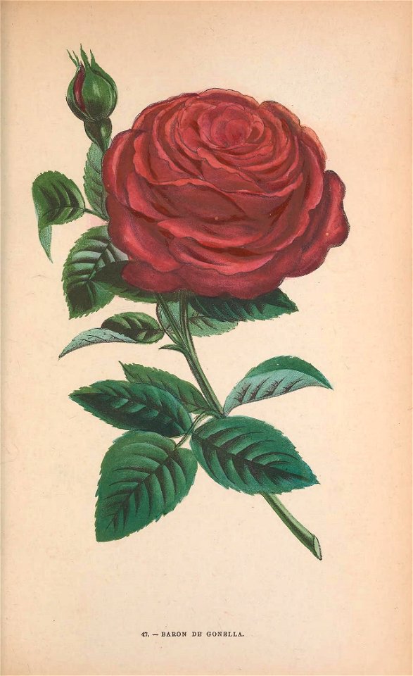n342_w1150