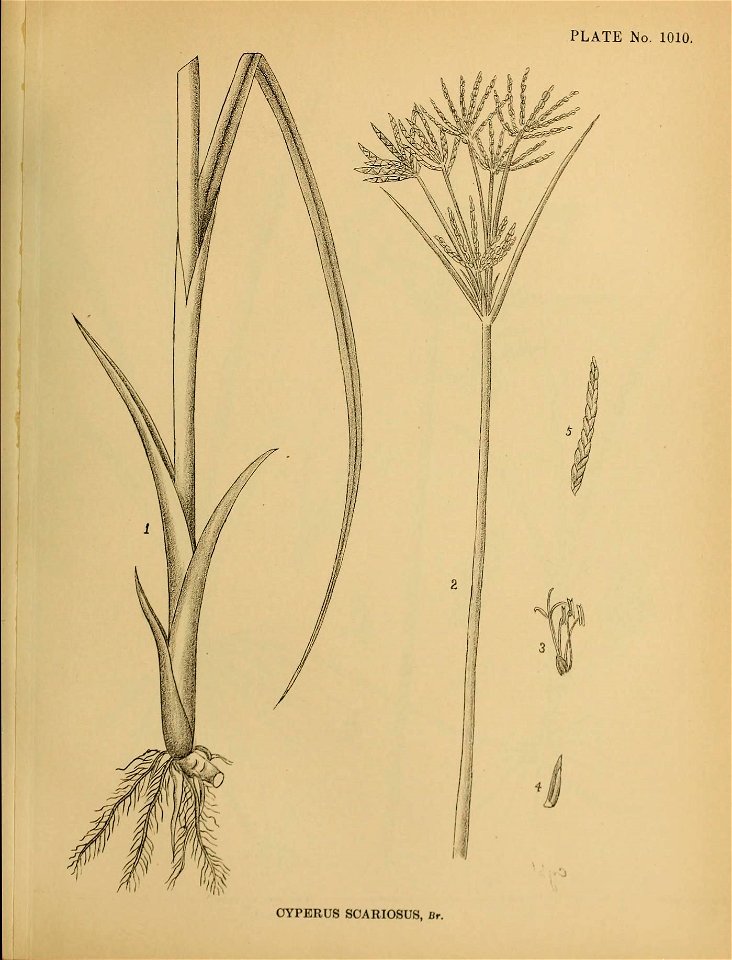 n596_w1150