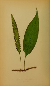 n113_w1150