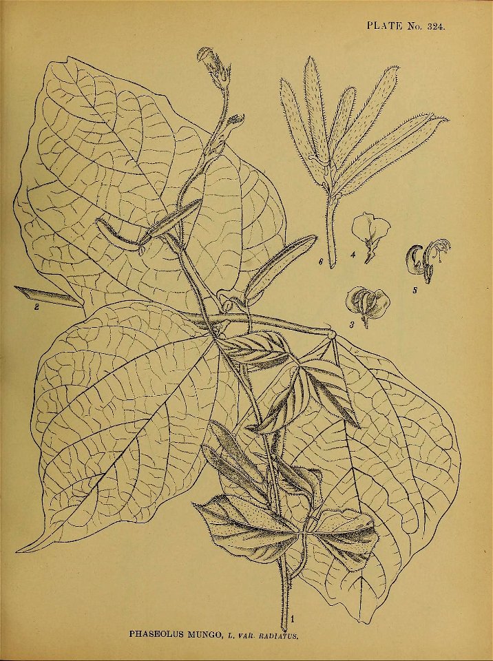 n296_w1150
