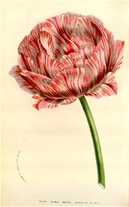 n126_w1150