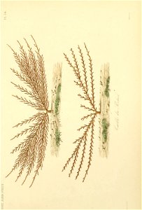n146_w1150